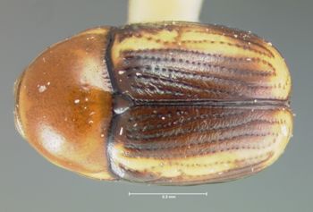 Media type: image; Entomology 9270   Aspect: habitus dorsal view